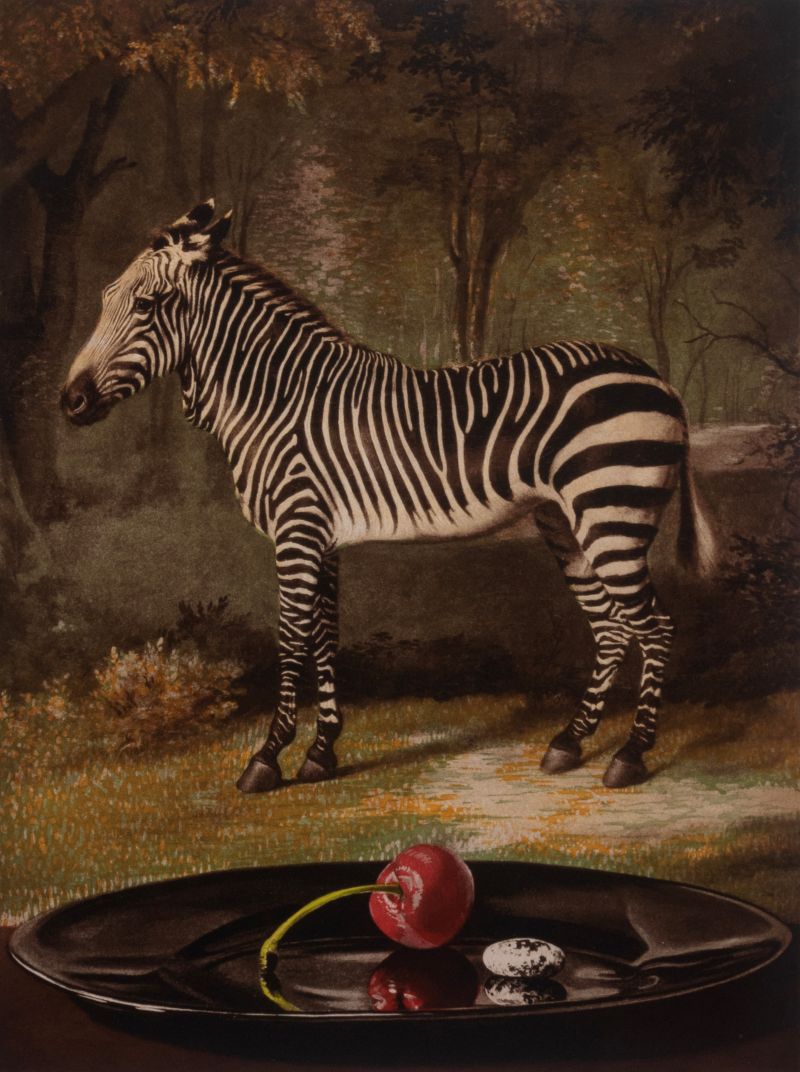 Zebra by Sherrie Wolfe