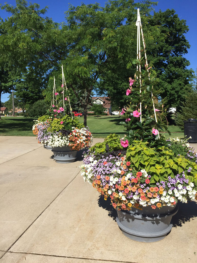 Plants on the Hope College campus